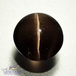 Sillimanite Cat's Eye 3.50ct Natural Gemstone