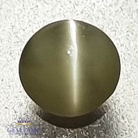 Chrysoberyl Cat's Eye 0.43ct Natural Gemstone