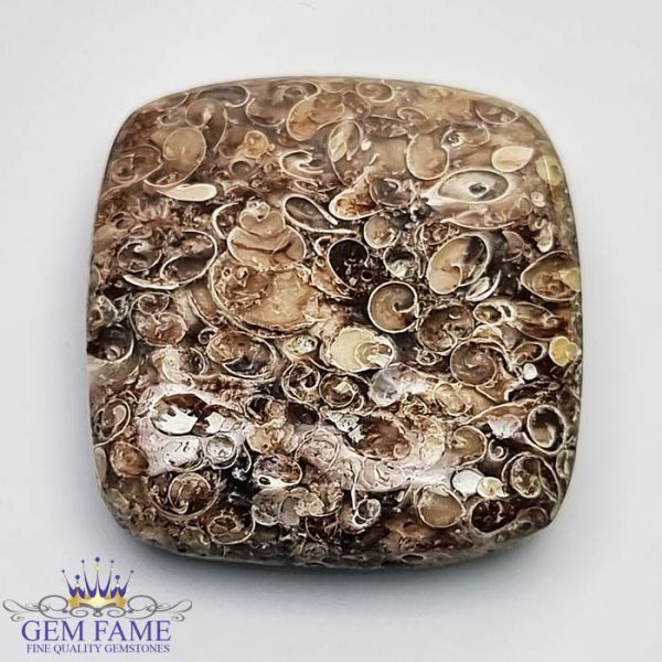 Turritella Agate Gemstone 33.43ct Mexico