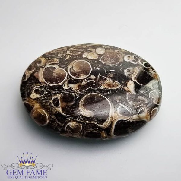 Turritella Agate Gemstone 38.92ct Mexico
