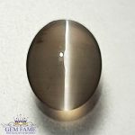 Sillimanite Cat's Eye Gemstone