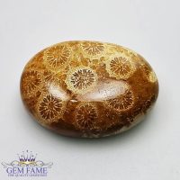 Fossil Coral Gemstone