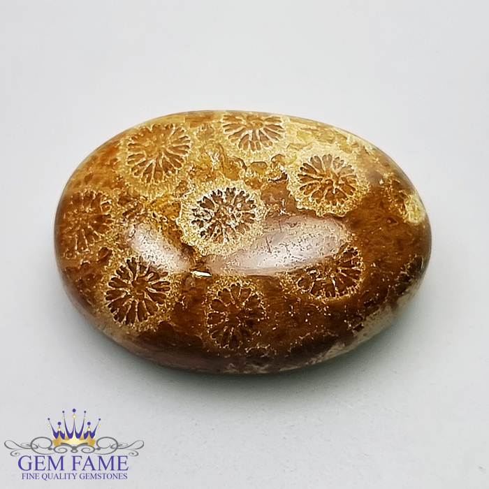 Fossil Coral Gemstone