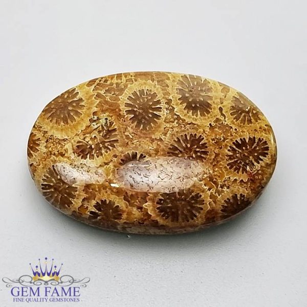 Fossil Coral Gemstone