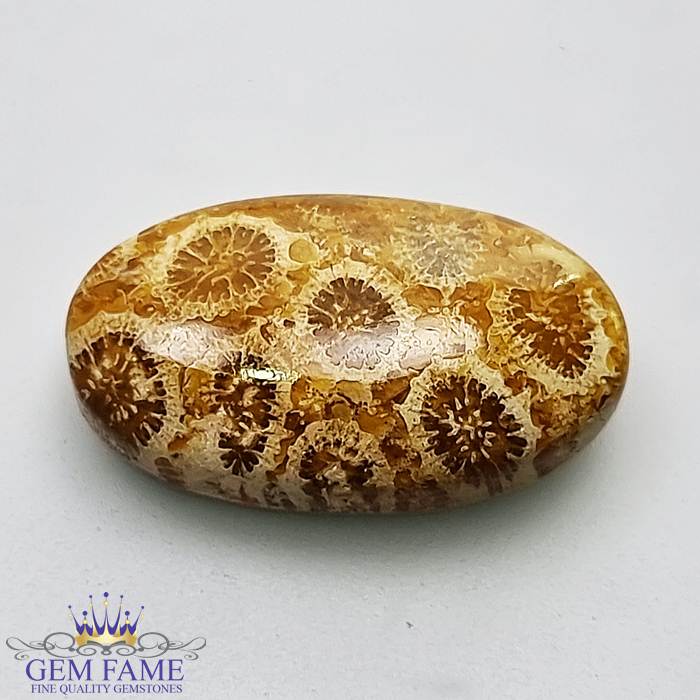 Fossil Coral Gemstone