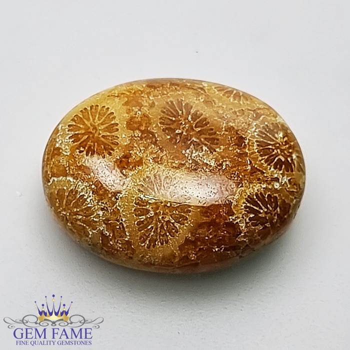 Fossil Coral Gemstone 10.55ct Indonesia