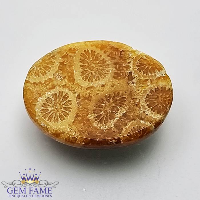 Fossil Coral Gemstone 10.55ct Indonesia