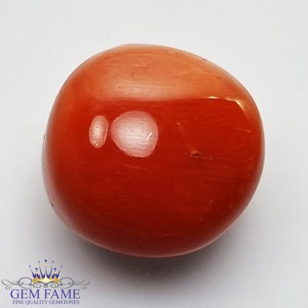 Coral (Moonga) Gemstone