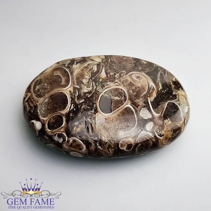 Turritella Agate Gemstone 29.83ct Mexico