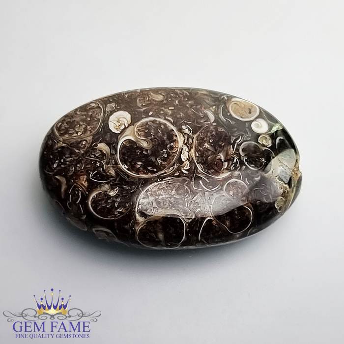 Turritella Agate Gemstone 31.53ct Mexico