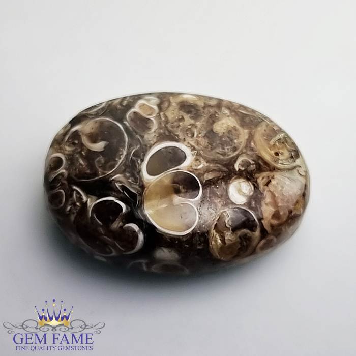 Turritella Agate Gemstone 25.86ct Mexico
