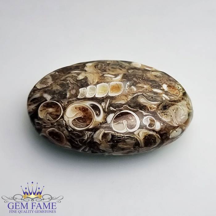 Turritella Agate Gemstone 17.71ct Mexico