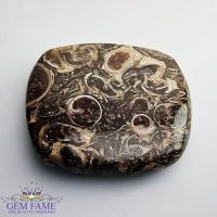 Turritella Agate Gemstone 23.98ct Mexico