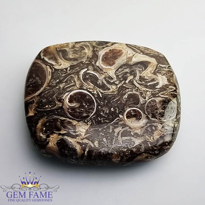 Turritella Agate Gemstone 23.98ct Mexico