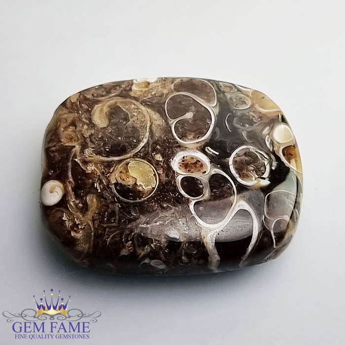 Turritella Agate Gemstone 24.61ct Mexico