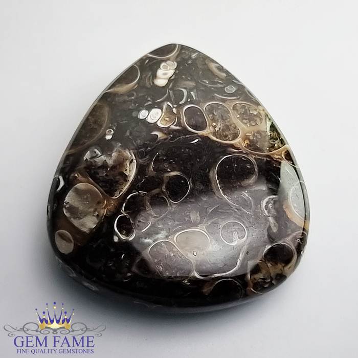 Turritella Agate Gemstone 42.56ct Mexico