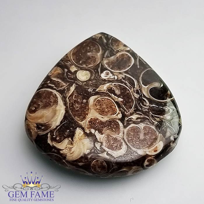 Turritella Agate Gemstone 32.45ct Mexico