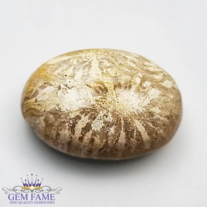 Fossil Coral 10.34ct Gemstone Indonesia