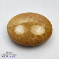 Fossil Coral Gemstone 14.44ct Indonesia