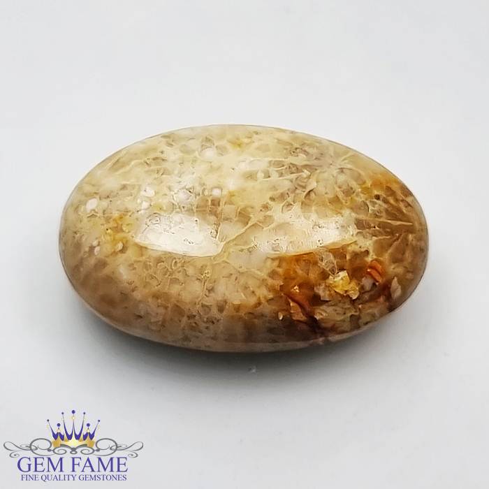 Fossil Coral Gemstone 14.79ct Indonesia