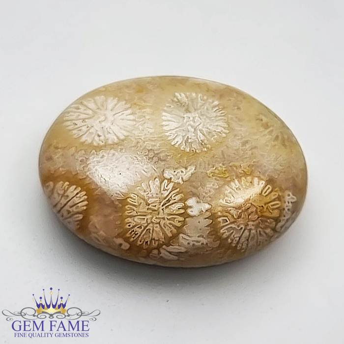 Fossil Coral 6.92ct Gemstone Indonesia