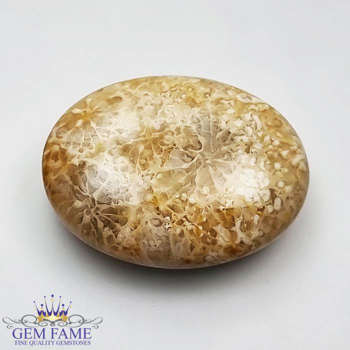 Fossil Coral Gemstone 14.76ct Indonesia