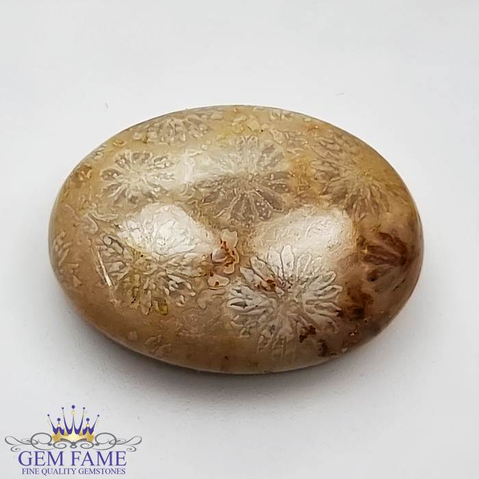 Fossil Coral 11.90ct Gemstone Indonesia