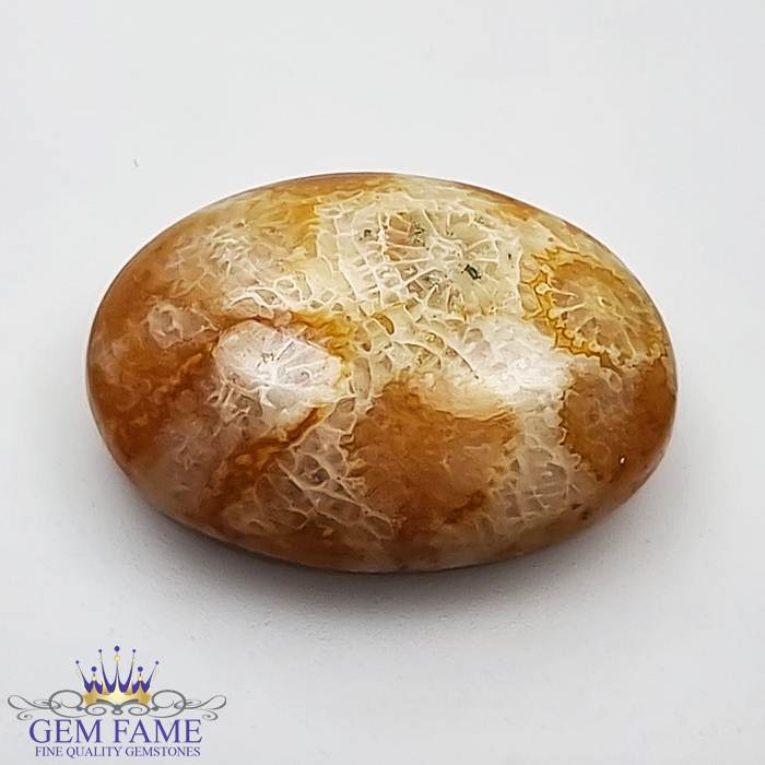 Fossil Coral 11.14ct Gemstone Indonesia