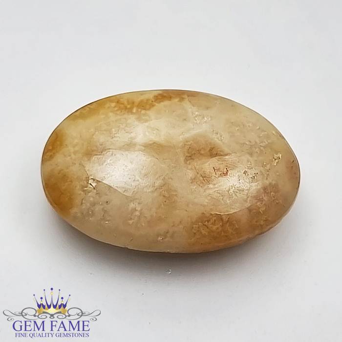 Fossil Coral 9.42ct Gemstone Indonesia