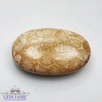 Fossil Coral Gemstone 18.58ct Indonesia