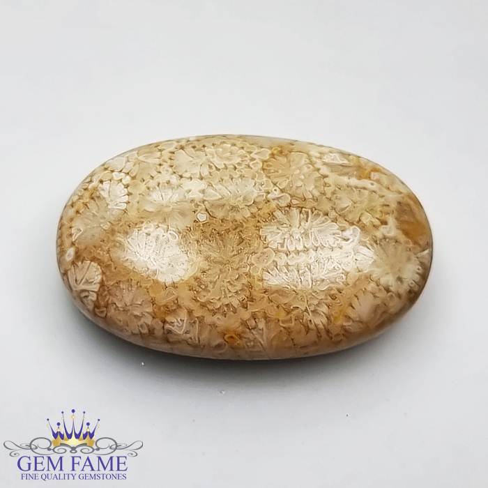 Fossil Coral Gemstone 18.58ct Indonesia