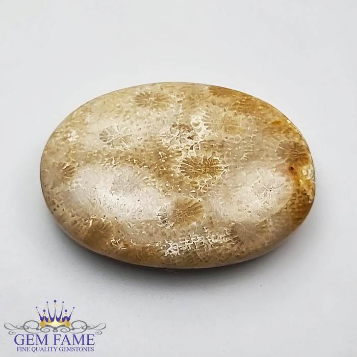Fossil Coral Gemstone 14.47ct Indonesia
