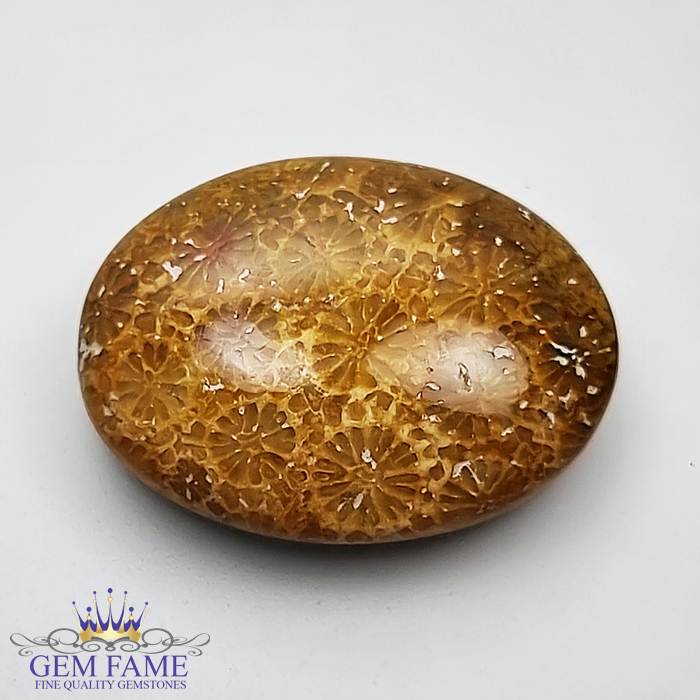 Fossil Coral 12.47ct Gemstone Indonesia