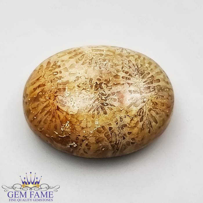 Fossil Coral Gemstone 14.03ct Indonesia