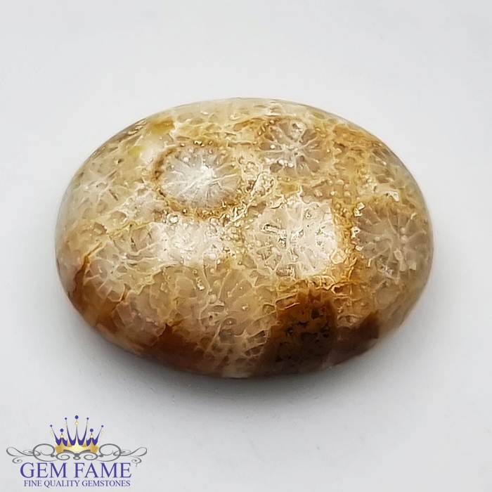 Fossil Coral 11.11ct Gemstone Indonesia