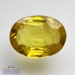 Yellow Sapphire 1.23ct Natural Gemstone Thailand