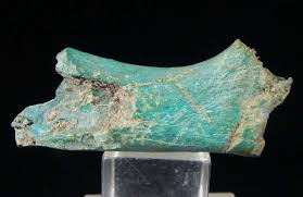 Odontolite: Fossilized teeth in stone.